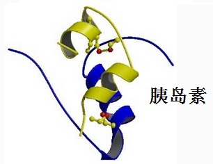 胰島素的結(jié)構(gòu)